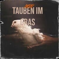 Tauben im Gras