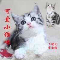 可爱小猫咪