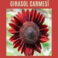 Girasol Carmesí