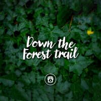 Down The Forest Trail