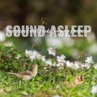 Sound Asleep: Evergreen Forest Birds Singing Ambience