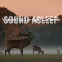 Sound Asleep: Deep Forest Red Deer Stags Calls Ambience