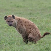 Hyena