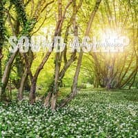 Sound Asleep: Echoing Birdsong Morning Ambience