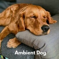 Ambient Dog