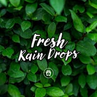 Fresh Rain Drops