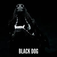 Black Dog